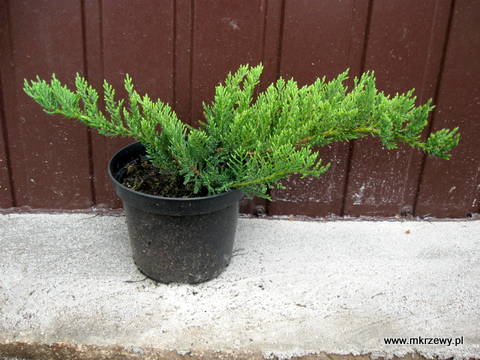 Jałowiec sabiński Tamariscifolia płożący Fi 40 cm