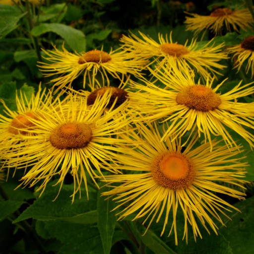 SMOTRAWA OKAZAŁA (TELEKIA SPECIOSA) - 50 NASION