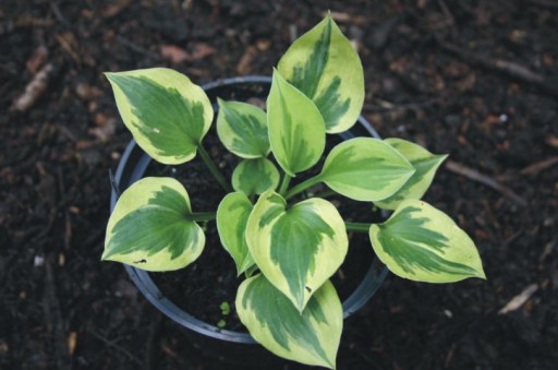 Hosta 'Snowy Lake' - Funkia BIAŁY MARGINES